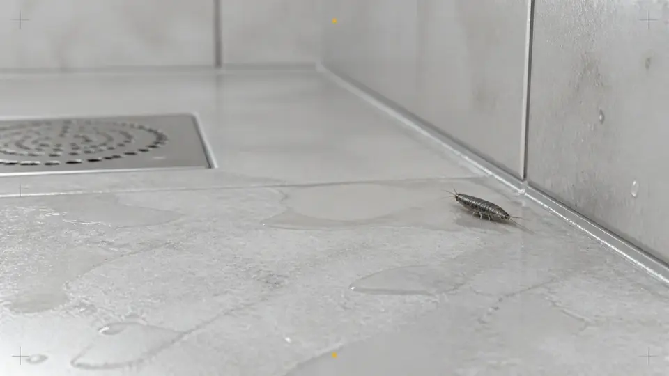 Sølvkre på badet: Fuktsjekk og riktige tiltak | Sølvkre.com